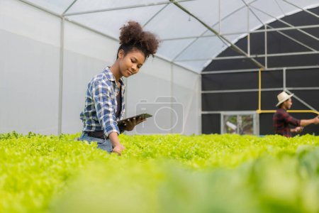 Foto de Jóvenes trabajadores agrícolas afroamericanos inspeccionan las plantas hidropónicas orgánicas con cuidado y sonríen felizmente: negocio de cultivo hidropónico orgánico, plantas verdes en espejo de granja de cultivo de invernadero - Imagen libre de derechos