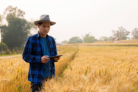 Téléchargez les photos : Un jeune Asiatique se tient dans un champ de beau blé mûr doré au coucher du soleil. Utilisation de smartphones et d'ordinateurs portables, tablettes numériques technologie d'enquête de qualité - en image libre de droit