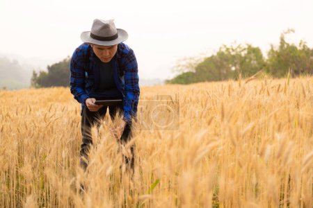 Téléchargez les photos : Un jeune Asiatique se tient dans un champ de beau blé mûr doré au coucher du soleil. Utilisation de smartphones et d'ordinateurs portables, tablettes numériques technologie d'enquête de qualité - en image libre de droit