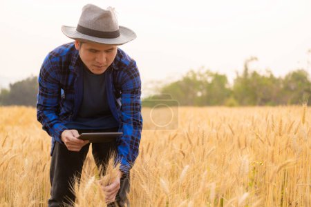 Photo for A young Asian man stands in a field of beautiful golden ripe wheat at sunset. Using smartphones and laptops, digital tablets quality survey technology - Royalty Free Image