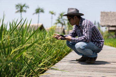 Téléchargez les photos : La main d'un homme touche doucement le jeune riz dans une rizière. Les agriculteurs intelligents utilisent la technologie pour améliorer l'agriculture. Les agriculteurs vérifient la qualité des rizières L'agriculture analyse le riz dans les champs - en image libre de droit
