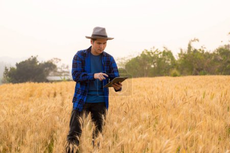 Foto de Un joven agricultor asiático inteligente con camisa a cuadros trabaja en un campo de trigo y cebada bajo la luz del sol al atardecer. Concepto de cosecha - Imagen libre de derechos