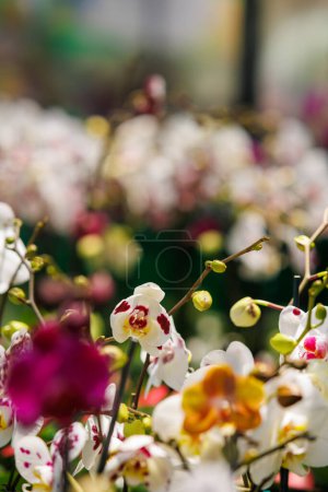 Photo for Orchids of different colors from the humid jungle of Peru - Royalty Free Image