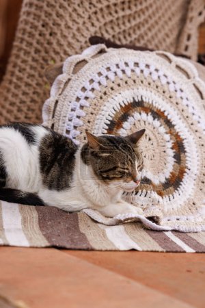 Photo for Cat sleeping on the woven rug on the terrace of the house - Royalty Free Image