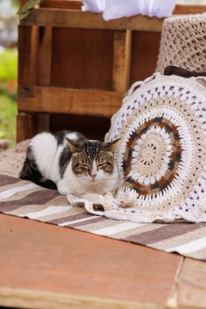 Photo for Cat sleeping on the woven rug on the terrace of the house - Royalty Free Image