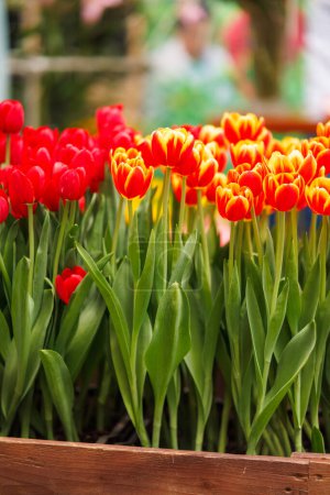 Photo for Red and orange tulips in brown wooden pot - Royalty Free Image