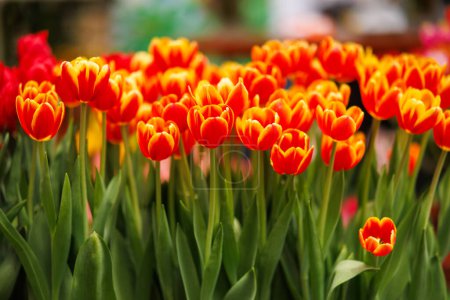 Photo for Red and orange tulips in brown wooden pot - Royalty Free Image