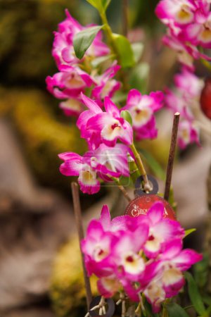 Photo for Orchids of different colors from the humid jungle of Peru - Royalty Free Image
