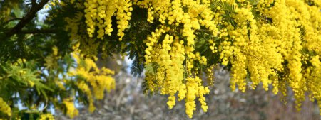 Foto de The Yellow Mimosa tree flowers in February. Spring yellow flowers of the mimosa on the branches of a tree. Natural floral background. banner - Imagen libre de derechos