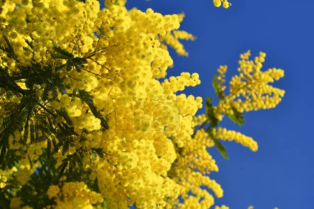 Téléchargez les photos : Beautiful mimosa tree in bloom against stunning blue sky. The flowering sprig of mimosa is offered to women on March 8 on International Women's Day. - en image libre de droit