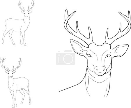 Majestic Grace, Artistic Sketches of a Deer with Detailed Antlers in Various Poses and Styles