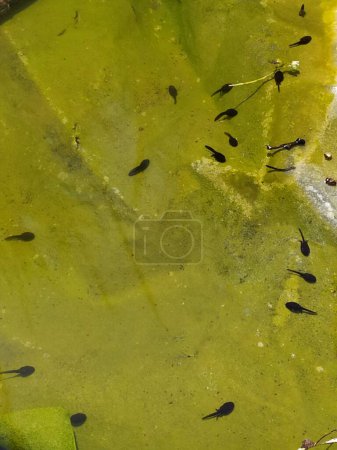 Téléchargez les photos : Têtards sur une feuille dans l'eau - en image libre de droit