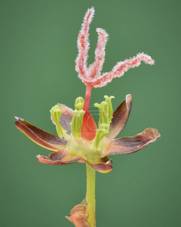 Photo for Close-up of the open flower of a saltmarsh Rush (Juncus gerardi) with a bright red carpel, set against a green background, situated at the Wadden Sea - Royalty Free Image
