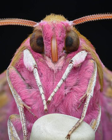 Portrait of the underside of a pink moth with brown eyes and white legs standing on an eraser-tip pencil (Elephant Hawk-Moth, Deilephila elpenor)