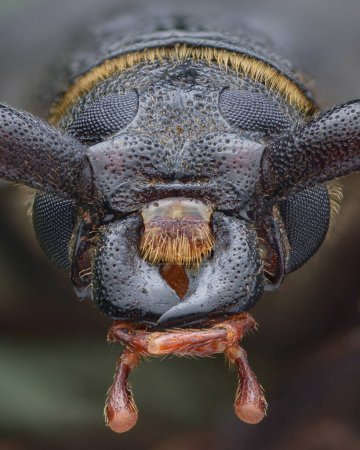 Photo for Symmetrical portrait of brown longhorn beetle (The Tanner Beetle, Prionus coriarius) - Royalty Free Image