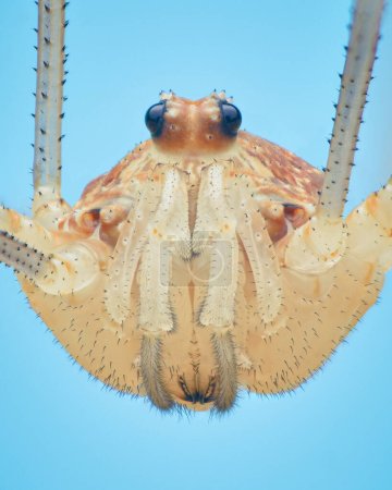 Photo for Symmetrical portrait of a light brown Fork-palped Harvestman with two large eyes on a light blue background (Dicranopalpus ramosus) - Royalty Free Image