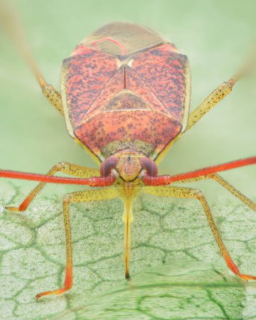Photo for Symmetrical portrait of a red-spotted Plant bug with yellow legs drinking water on a green leaf (Hazel bug, Pantilius tunicatus) - Royalty Free Image