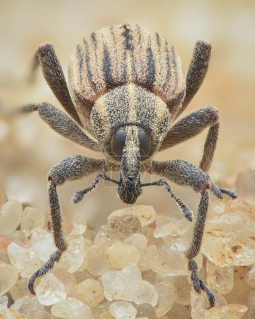 Porträt eines hellbraunen Rüsselkäfers, einer Gruppe von Käfern, mit dunklen Streifen, der an einem dänischen Strand steht (Hypera arator)