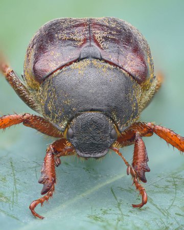 Foto de Retrato simétrico de un escarabajo escarabajo con patas anaranjadas y un elytra rojo oscuro cubierto de escamas amarillas (Welsh Chafer, Hoplia philanthus) - Imagen libre de derechos