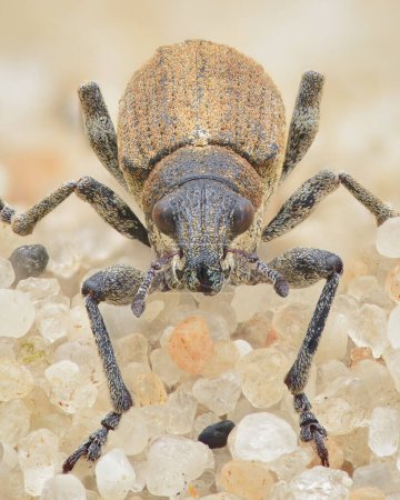 Photo for Symmetrical portrait of a weevil (a type of beetle) with dense brown scales and reddish eyes, standing on sand at the beach (Charagmus griseus) - Royalty Free Image