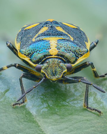 Photo for Portrait of a metallic blue shield bug with yellow markings standing on a green leaf (Cabbage Bug, Crucifer Shield Bug, Rape Bug or Brassica Bug (Eurydema oleracea)) - Royalty Free Image