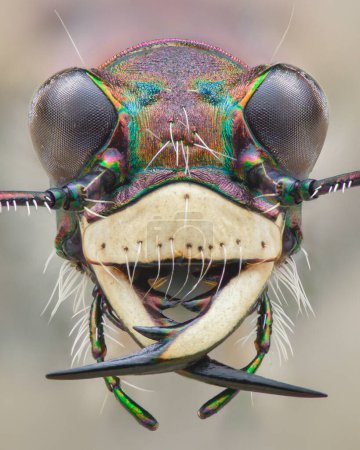 Photo for Symmetrical portrait of the head of a Northern dune tiger beetle isolated from the background (Cicindela hybrida) - Royalty Free Image