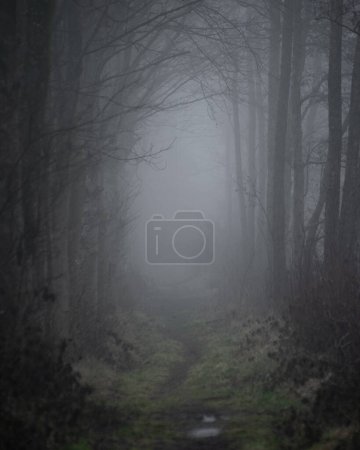 Photo for Spooky, mystery wet forest footpath or trail in autumn during foggy weather - Royalty Free Image
