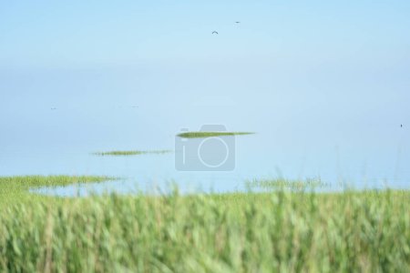 Photo for The wadden sea in Denmark with cordgrass and two small islands. Light sea fog hiding the horizon creating an endless feel - Royalty Free Image