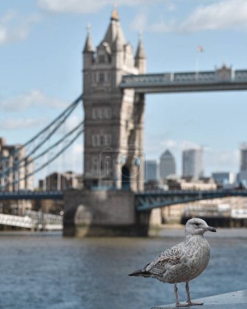 Photo for Herring Gull (Larus argentatus) standing in front of The Tower Bridge in London over The River Thames - Royalty Free Image