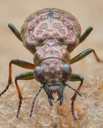 Téléchargez les photos : Portrait d'un scarabée haché du marais au corps cuivré et aux pattes vertes (Elaphrus cupreus) - en image libre de droit