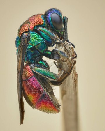 Foto de Vista de perfil de una colorida avispa de cuco, avispa de cola de rubí o avispa dorada (Hedychrum sp.) - Imagen libre de derechos