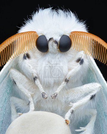 Portrait of a white to ice blue male Erebid Moth with large eyes and brown antenna, on an eraser-tip pencil, black background (Arctornis l-nigrum)