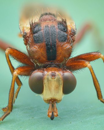 Téléchargez les photos : Portrait d'une mouche à tête épaisse imitant une guêpe, fond vert (accapareur d'abeilles ferrugineux, accapareur d'abeilles ferrugineux)) - en image libre de droit