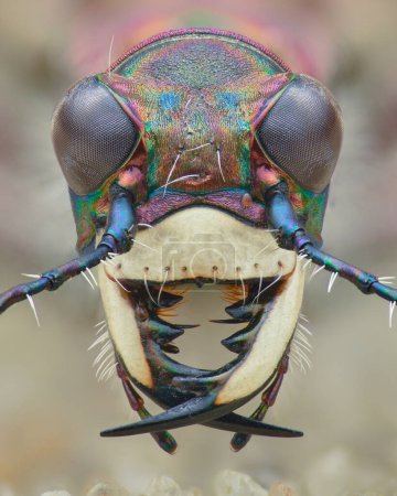 Photo for Symmetrical portrait of the head of a Northern dune tiger beetle, isolated from the background (Cicindela hybrida) - Royalty Free Image