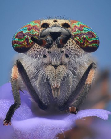 Photo for Portrait of a Horse-fly with psychedelic rainbow colored eyes, on a purple flower, blue background (Notch-horned Cleg, Haematopota pluvialis) - Royalty Free Image