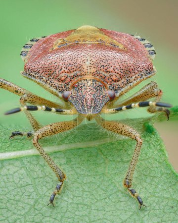 Foto de Retrato de un insecto peludo rojo con manchas y rayas negras y patas amarillas (Dolycoris baccarum) - Imagen libre de derechos