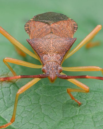 Photo for Full view of a brown Leaf-footed Bug with yellow legs, on a green leaf (Box Bug, Gonocerus acuteangulatus) - Royalty Free Image