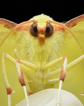 Symmetrical portrait of a yellow and brown Brimstone Moth, on a white eraser-tip pencil, black background (Opisthograptis luteolata)