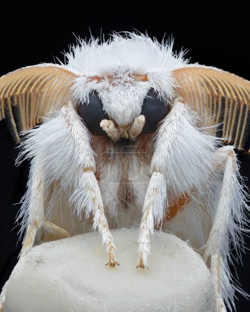 Retrato de una polilla blanca con grandes antenas, sobre un lápiz blanco de punta de goma de borrar (polilla de cola amarilla o cola de oro o polilla cisne, Sphrageidus similis