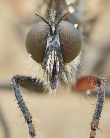 Photo for Portrait of a Fan-Bristled Robberfly with white hairs and brown eyes (Dysmachus trigonus) - Royalty Free Image