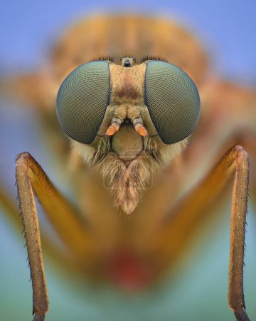 Photo for Portrait of an orange Marsh Snipe Fly with green compound eyes, blue background (Rhagio tringarius) - Royalty Free Image