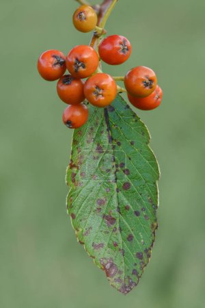 Photo for Close-up of orange berries and a green leaf from a Rowan or Mountain-ash tree (Sorbus sp.), green background. - Royalty Free Image