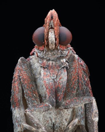 Porträt einer roten und grauen Motte, schwarzer Hintergrund (Graues Knoten-Horn, Acrobasis advenella)
