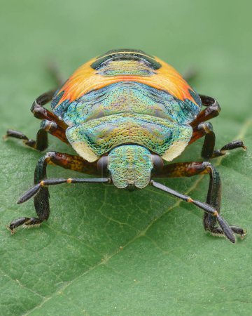 Photo for Portrait of a metallic green and orange Shield Bug nymph, green background (Bronze Shield Bug, Troilus luridus) - Royalty Free Image