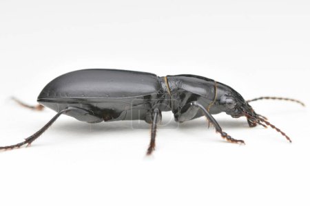 Side view of a black and shiny Ground Beetle, standing on bark (Broscus cephalotes)