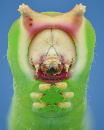 Porträt einer grünen Kater-Motten-Raupe mit beigem Gesicht und roten Hörnern, blauem Hintergrund (Cerura vinula))