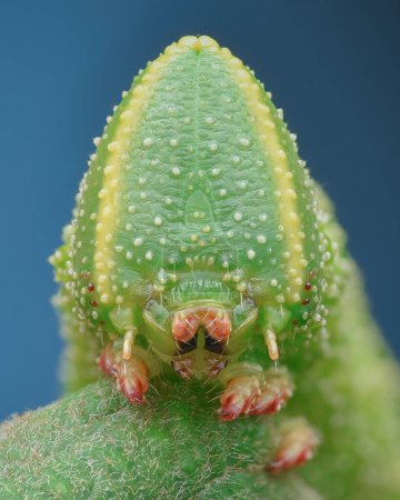 Portrait of a green moth caterpillar with warts and a triangular head, blue background (Eyed hawk-moth, Smerinthus ocellata)