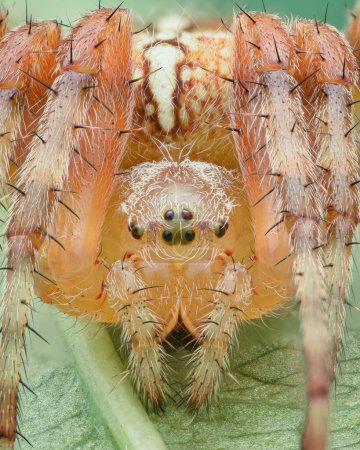 Photo for Portrait of an hairy orange spider (European garden spider or Cross Spider or Cross Orbweaver or diadem spider, Araneus diadematus) - Royalty Free Image