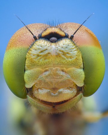 Photo for Symmetrical portrait of a dragonfly with green and orange eyes covered in dew, blue background (Common Darter, Sympetrum striolatum) - Royalty Free Image