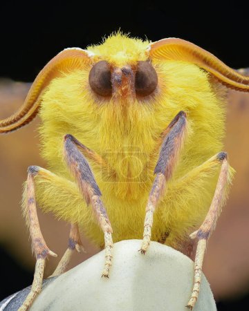 Portrait of a yellow moth without a mouth, on a white eraser-tip pencil, black background (Canary-shouldered Thorn, Ennomos alniaria)